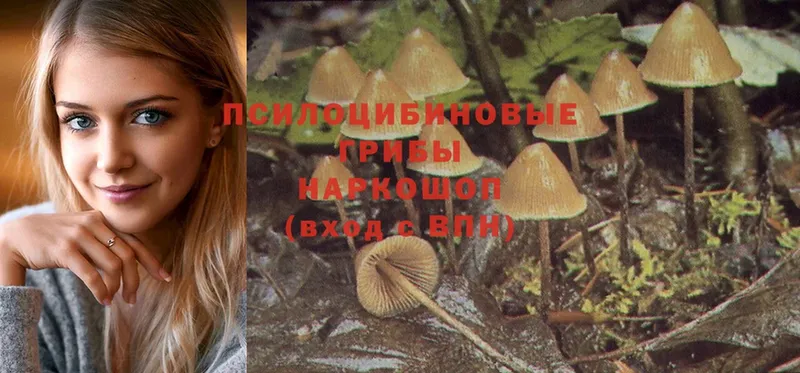 как найти закладки  Гвардейск  Галлюциногенные грибы MAGIC MUSHROOMS 